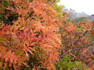 P1020122.JPG (368765 バイト)