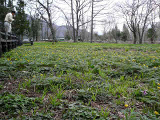 P1100043.JPG (201239 oCg)