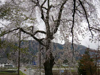 P1010695.JPG (420113 oCg)